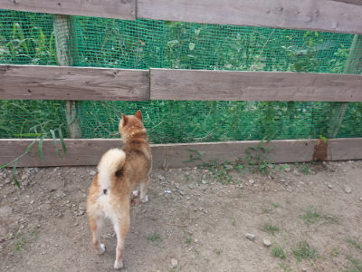 f:id:roukenhome-ann:20190819050517j:plain
