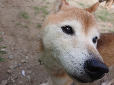 f:id:roukenhome-ann:20190819050525j:plain