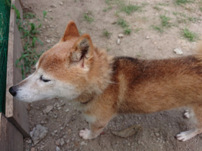 f:id:roukenhome-ann:20190819050551j:plain
