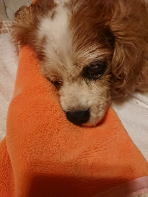 f:id:roukenhome-ann:20190819051338j:plain