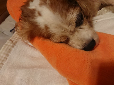 f:id:roukenhome-ann:20190819051344j:plain