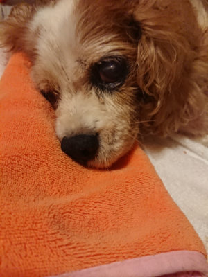 f:id:roukenhome-ann:20190819051438j:plain