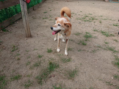 f:id:roukenhome-ann:20190819051528j:plain