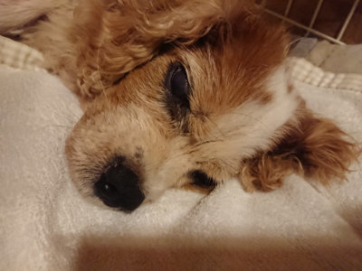 f:id:roukenhome-ann:20190819051649j:plain