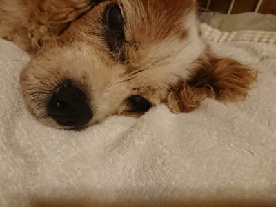 f:id:roukenhome-ann:20190819051707j:plain