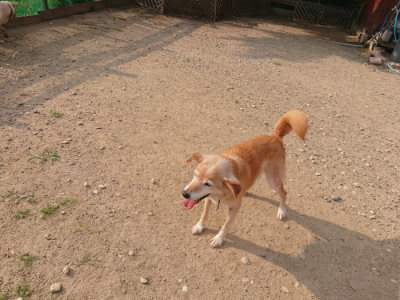 f:id:roukenhome-ann:20190819051906j:plain