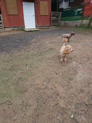 f:id:roukenhome-ann:20190821065726j:plain