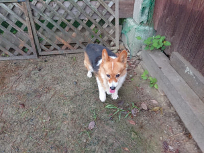 f:id:roukenhome-ann:20190821070054j:plain