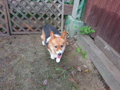f:id:roukenhome-ann:20190821070301j:plain
