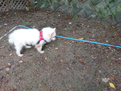 f:id:roukenhome-ann:20190821070350j:plain