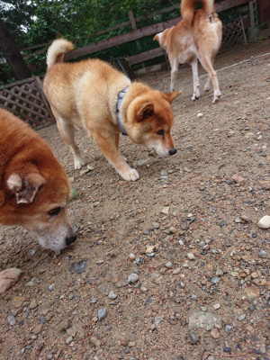 f:id:roukenhome-ann:20190821071028j:plain