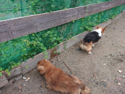 f:id:roukenhome-ann:20190821071045j:plain