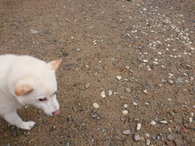 f:id:roukenhome-ann:20190821071239j:plain