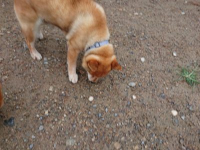 f:id:roukenhome-ann:20190821071312j:plain