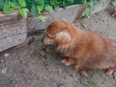 f:id:roukenhome-ann:20190821071323j:plain