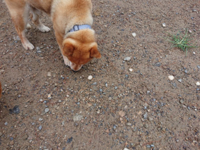 f:id:roukenhome-ann:20190821071345j:plain