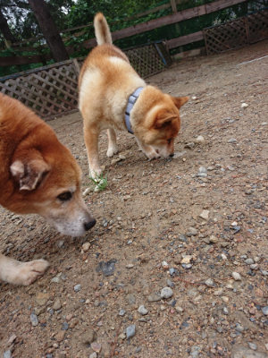 f:id:roukenhome-ann:20190821071405j:plain