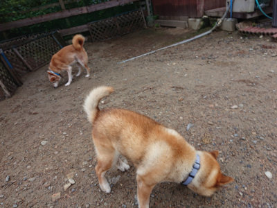 f:id:roukenhome-ann:20190821071411j:plain