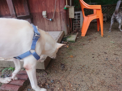 f:id:roukenhome-ann:20190821071737j:plain