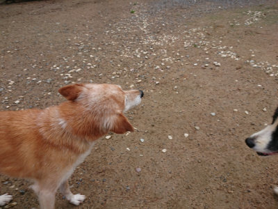 f:id:roukenhome-ann:20190821071848j:plain