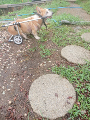 f:id:roukenhome-ann:20190821073011j:plain