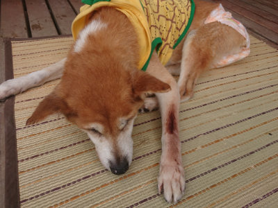 f:id:roukenhome-ann:20190821073627j:plain