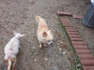 f:id:roukenhome-ann:20190821073717j:plain