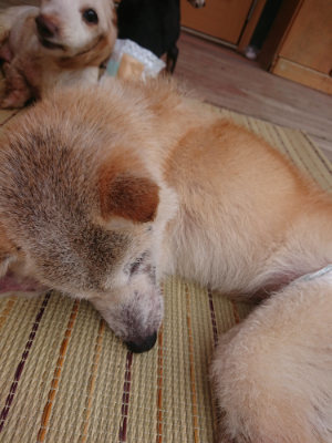 f:id:roukenhome-ann:20190821073733j:plain