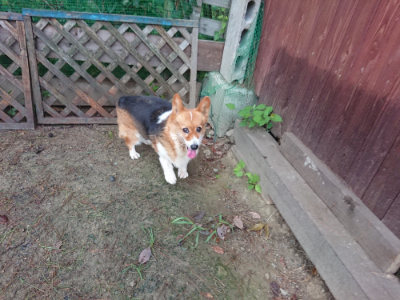 f:id:roukenhome-ann:20190821073814j:plain