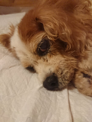 f:id:roukenhome-ann:20190821073916j:plain