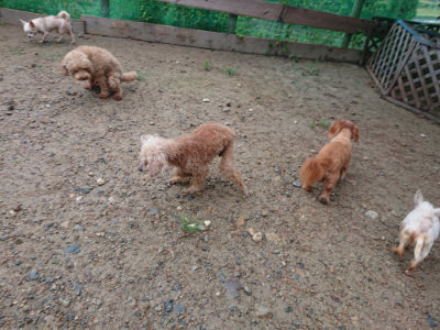 f:id:roukenhome-ann:20190821074031j:plain
