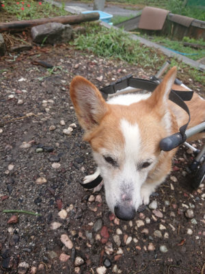 f:id:roukenhome-ann:20190821074154j:plain
