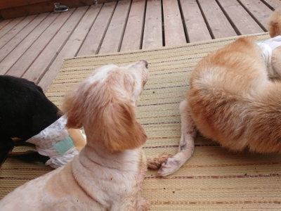 f:id:roukenhome-ann:20190821074717j:plain
