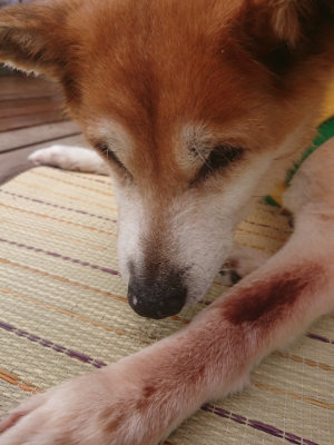 f:id:roukenhome-ann:20190821074736j:plain