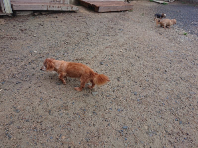f:id:roukenhome-ann:20190821074752j:plain
