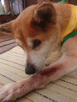 f:id:roukenhome-ann:20190821074835j:plain