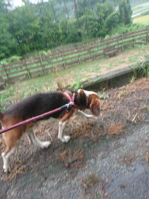 f:id:roukenhome-ann:20190821074927j:plain