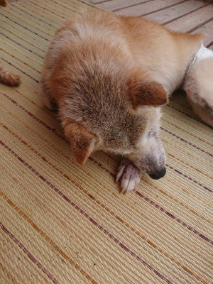 f:id:roukenhome-ann:20190821075018j:plain