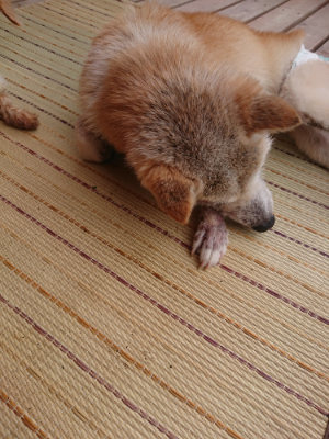 f:id:roukenhome-ann:20190821075055j:plain