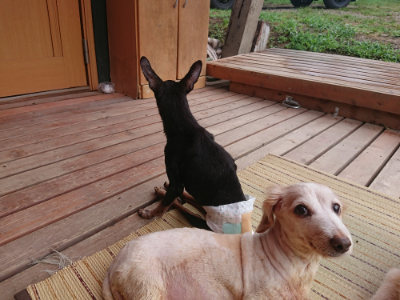 f:id:roukenhome-ann:20190821075125j:plain