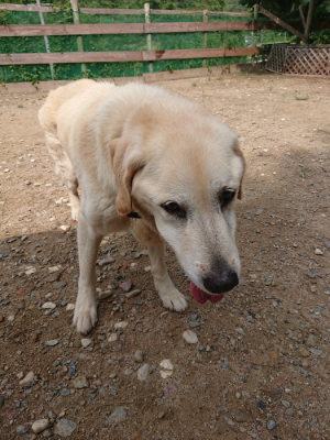 f:id:roukenhome-ann:20190821145503j:plain