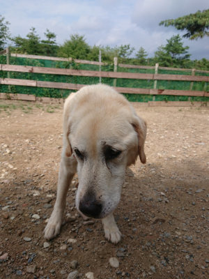 f:id:roukenhome-ann:20190821145510j:plain