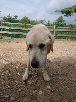 f:id:roukenhome-ann:20190821145520j:plain