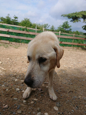 f:id:roukenhome-ann:20190821145527j:plain