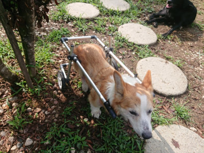 f:id:roukenhome-ann:20190821150456j:plain