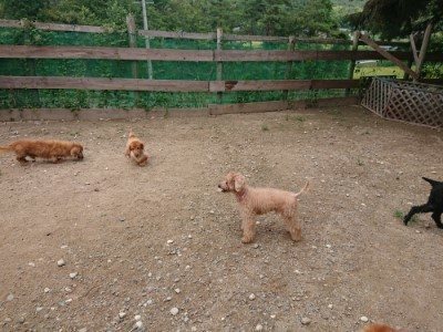 f:id:roukenhome-ann:20190821150502j:plain