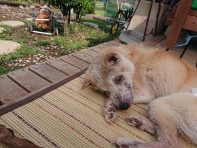 f:id:roukenhome-ann:20190821151908j:plain