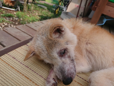 f:id:roukenhome-ann:20190821152351j:plain