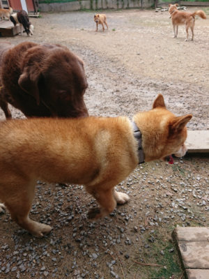 f:id:roukenhome-ann:20190821174430j:plain