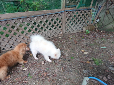 f:id:roukenhome-ann:20190821174635j:plain